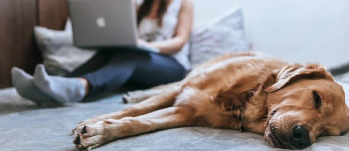 pplathousesitting