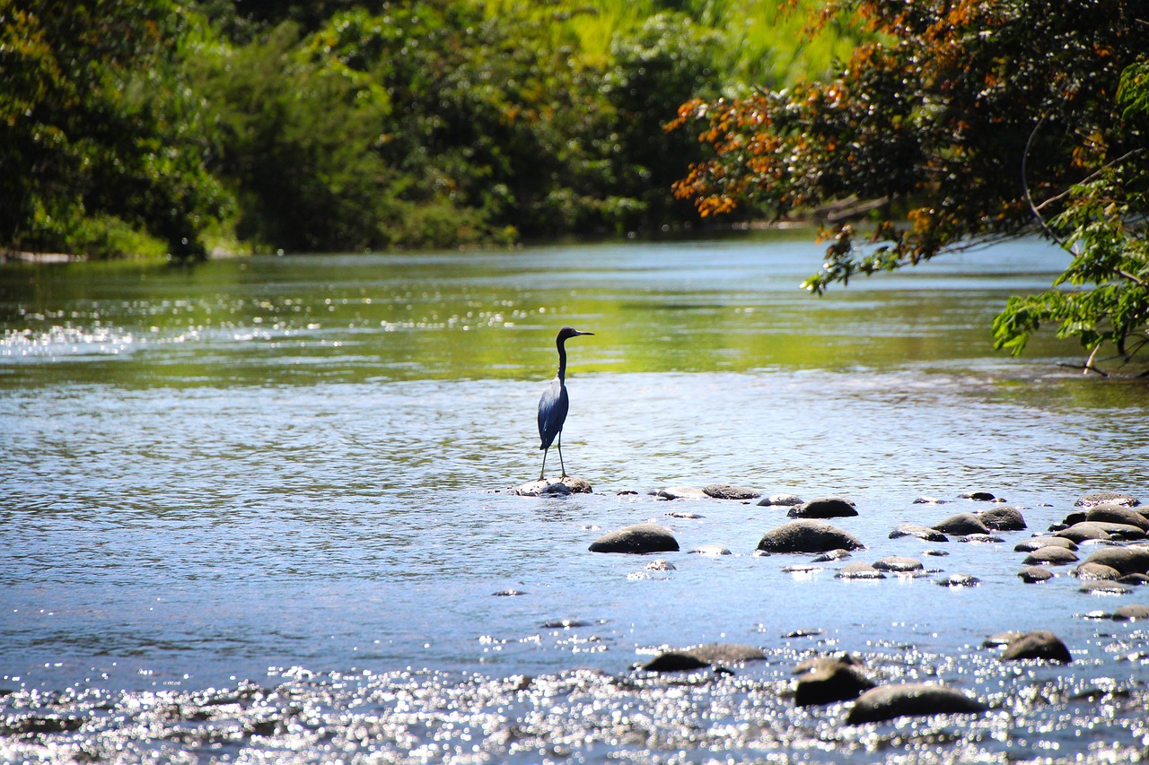 Heron, Costa Rica